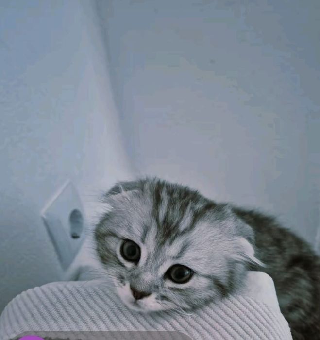 Продам шотландского котенка