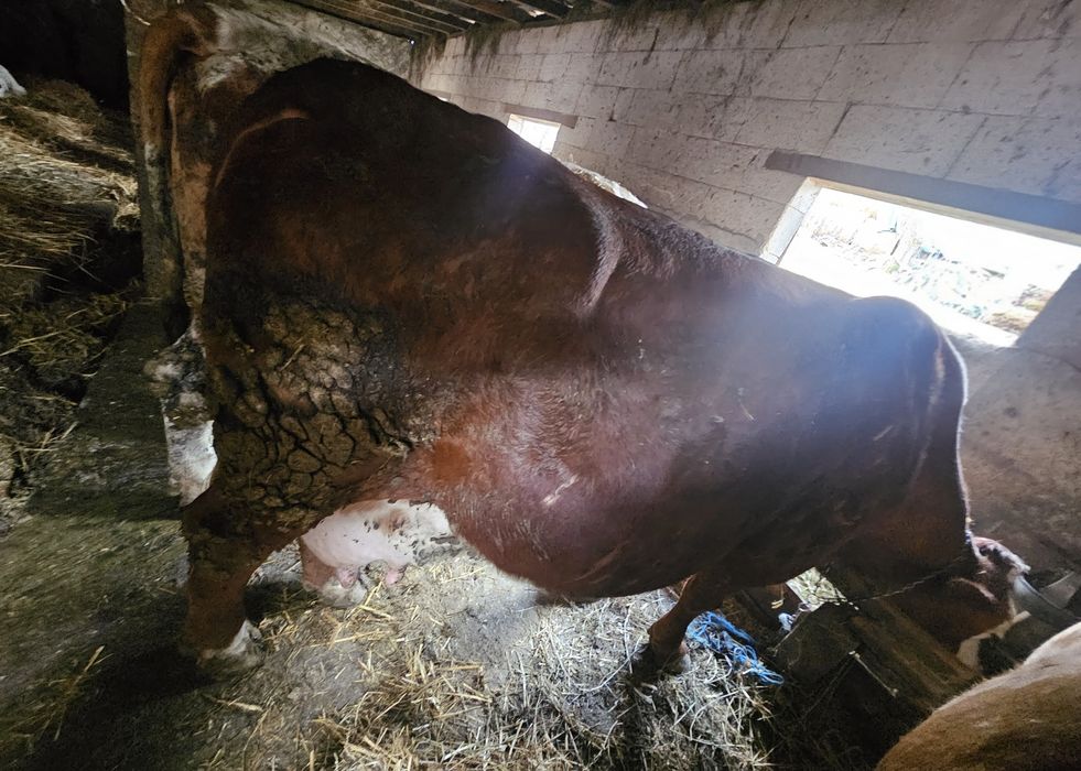 Vând vaca gestantă