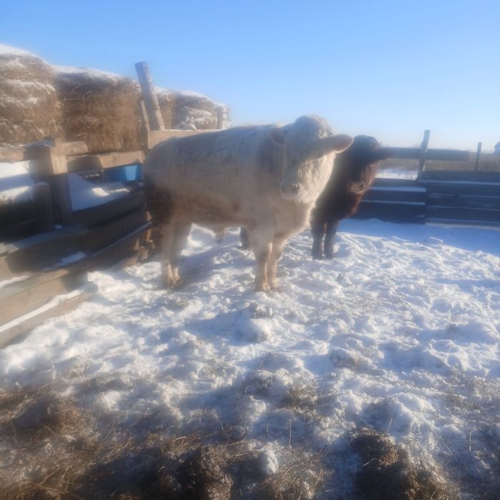 Продам быка на развод