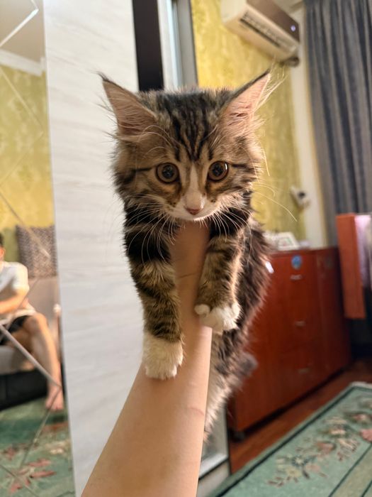 котёнок двух месячный