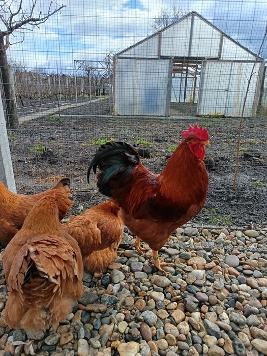 Familie gaini new hampshire