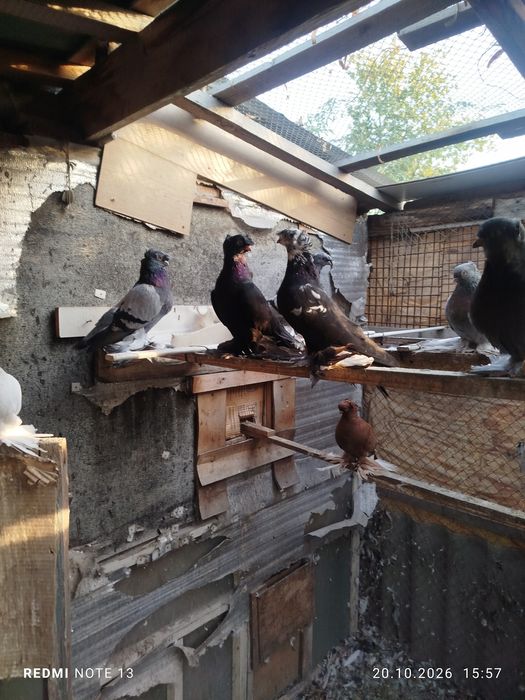 Продам голубеи. Разных