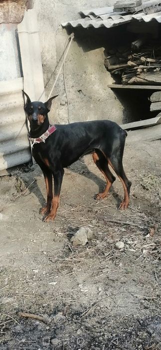 Doberman ayol  dono aqlli  narxini kelishamiz
