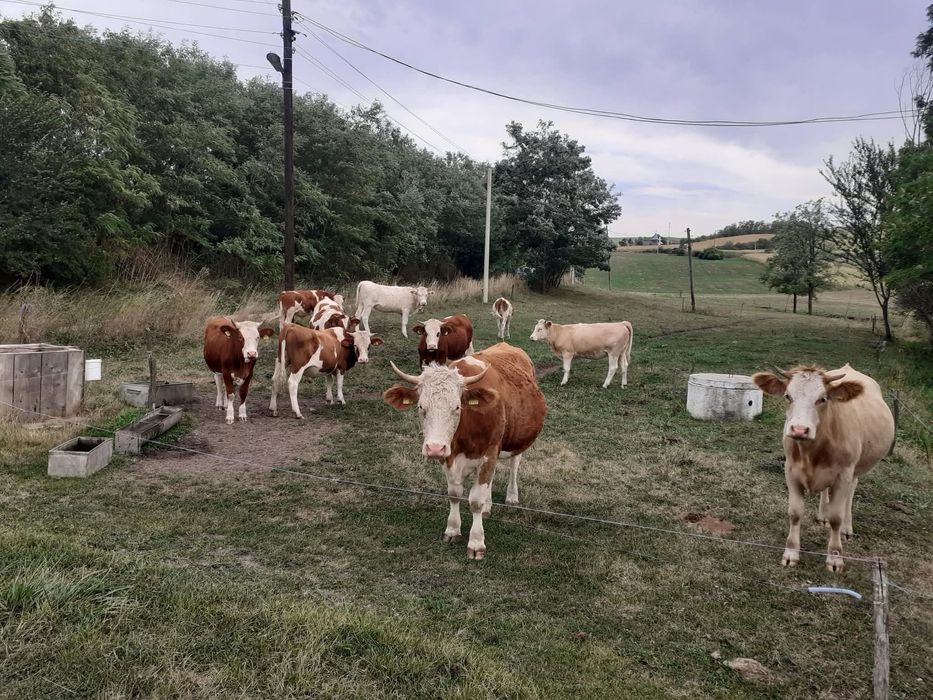 Vand juninci si taurasi