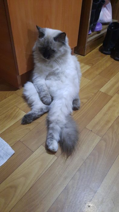 Пропала кошка сиямская