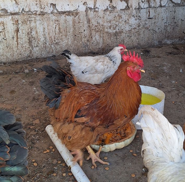 Қораздар сатылады