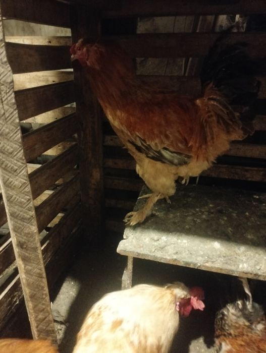 Продам  красивых петушков