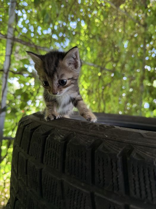 Котёнок в хорошие кури
