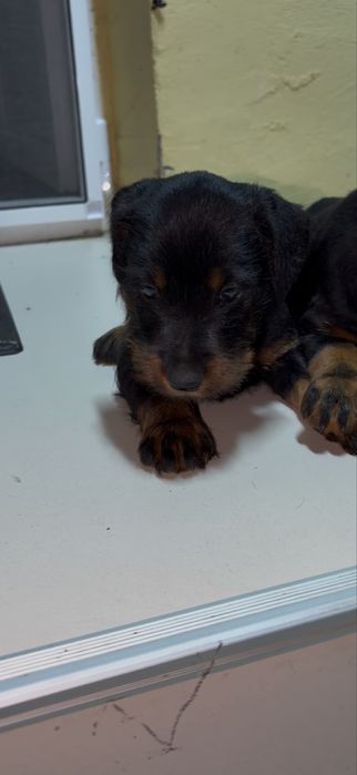Mascul jagd terrier JagdTerrier