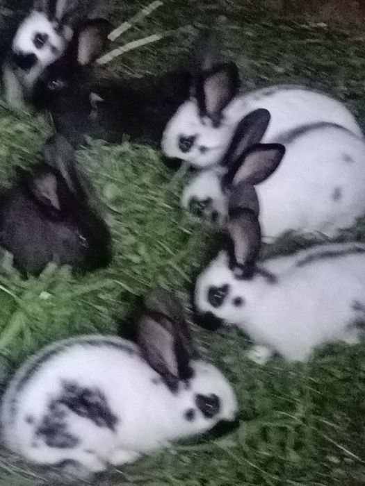 Ieiepurași fluturi germani,ajung la peste 8 kg,