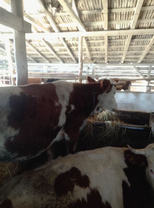 Vond jurincă la prima fotare blond are 15 lapte pe zi