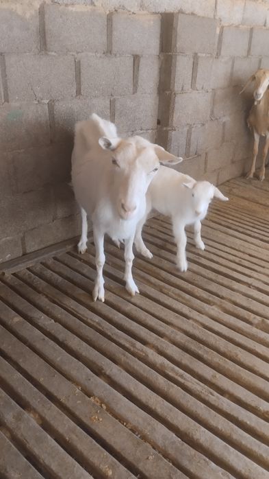 Ешкі козы сатылады