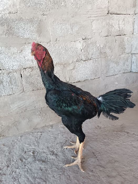 Бойцовский петух