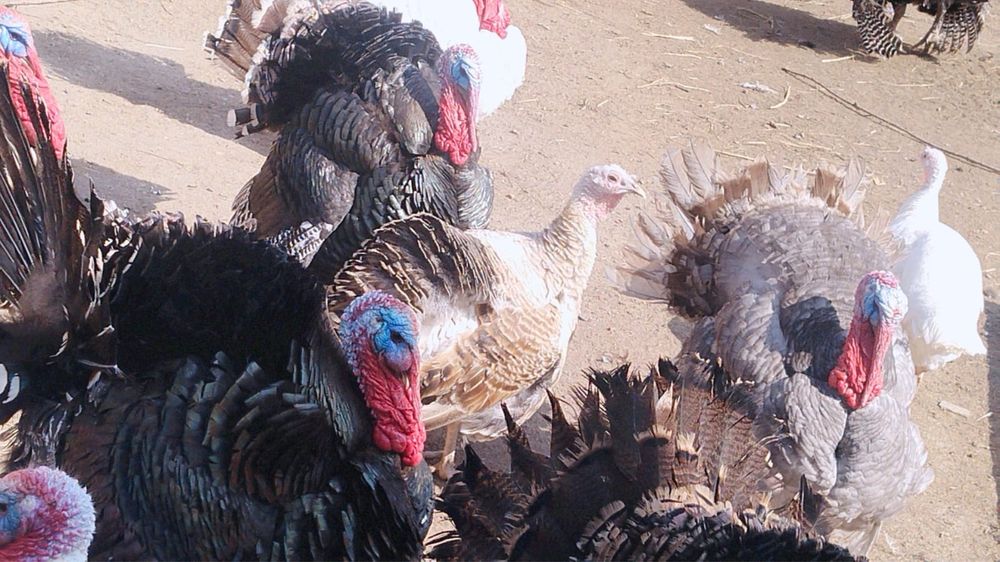 Индюки продам вывод Апрель 2025