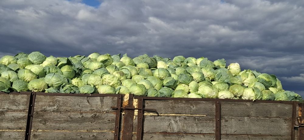 Vând varză de Buzău în cantitați mari
