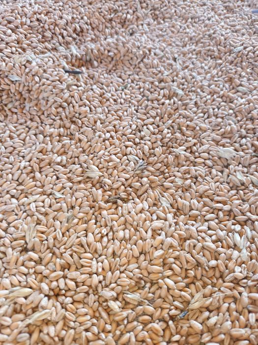 Porumb griu  triticale lucernă de sămânță