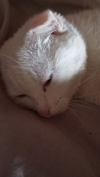 Кошечка вислоухая, чисто белая.