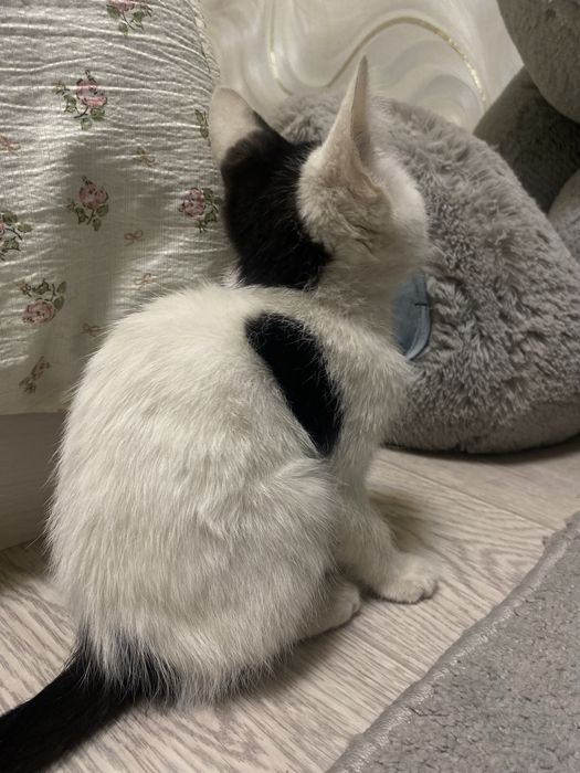 Котик продается добрым людям