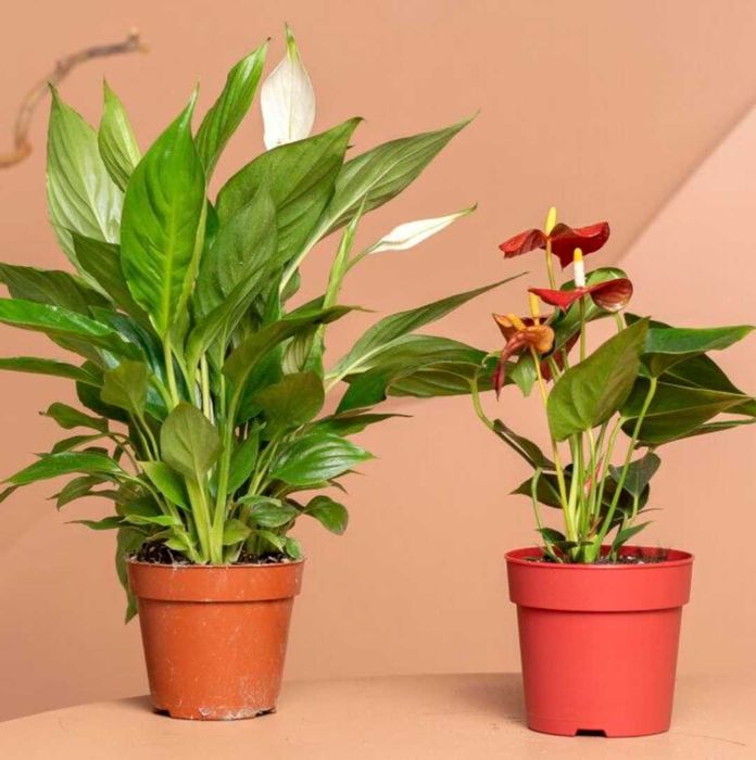 Комнатные цветы на подарок