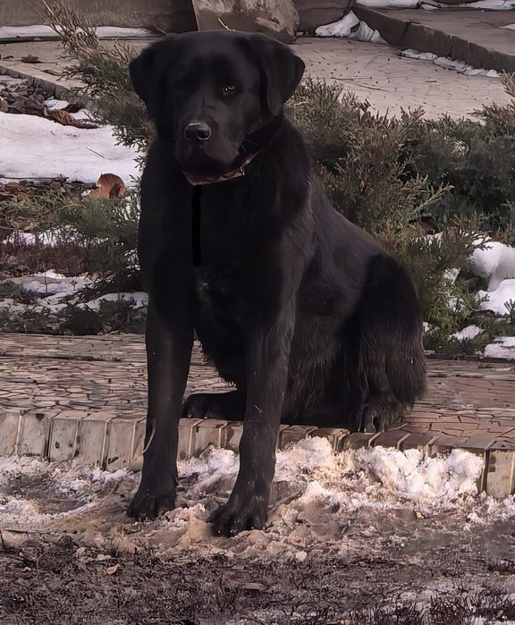 Лабрадор 8 месяцев