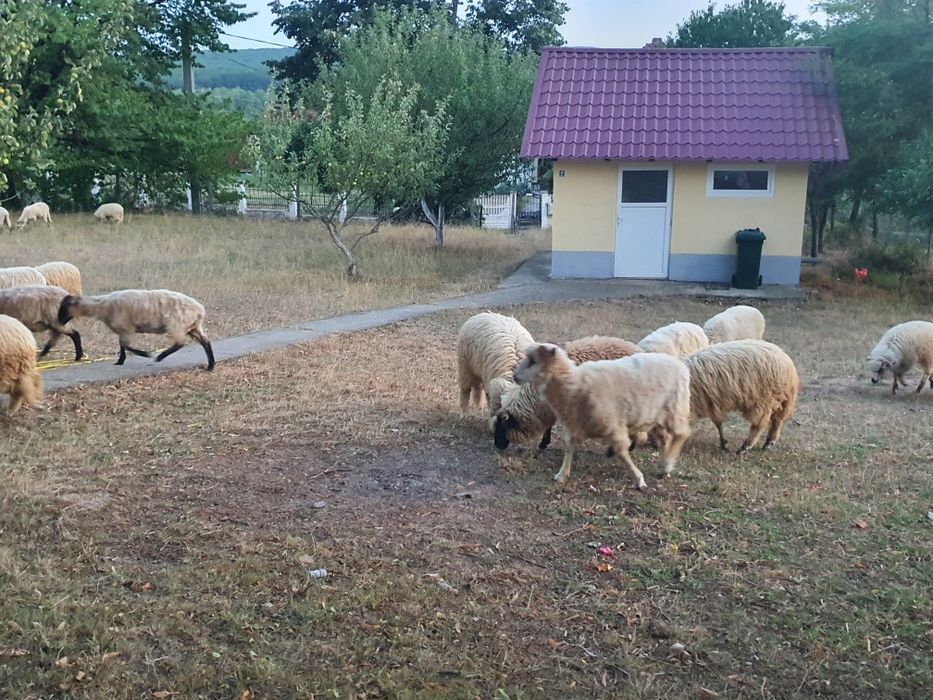 Vând oi mai multe detalii în privat