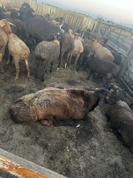 чистый Гисар писать на вацап