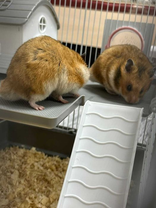 Сирийские хомяки