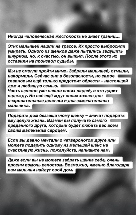 Отдадим прекрасных щенят