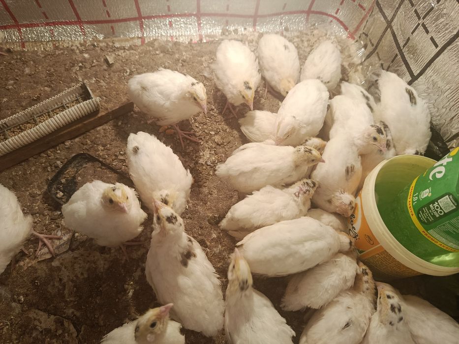 Бедана жужалари белый гигант 20 кунлик