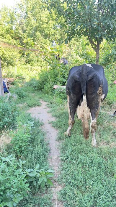 продам корову, сиыр сатылады