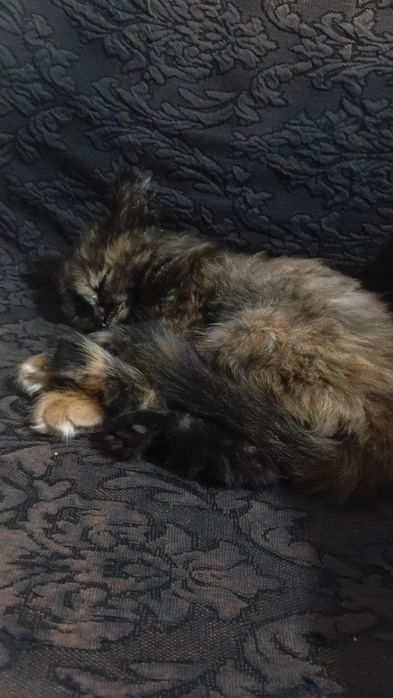 Котенок девочка очень ласковая