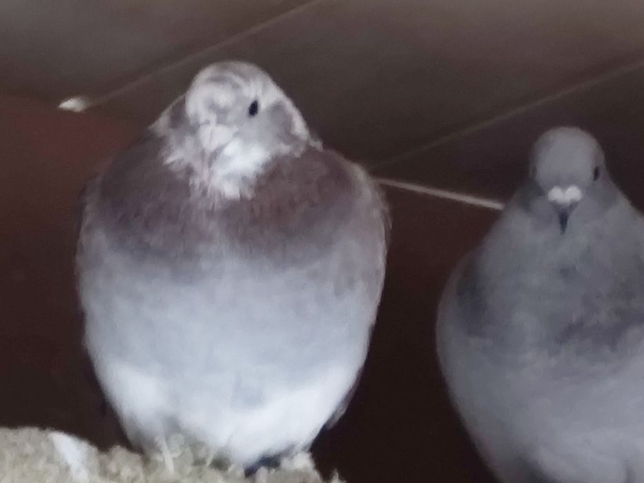 Vând porumbei de anul ăsta și bătrâni sau schimb lot de 30 bucati