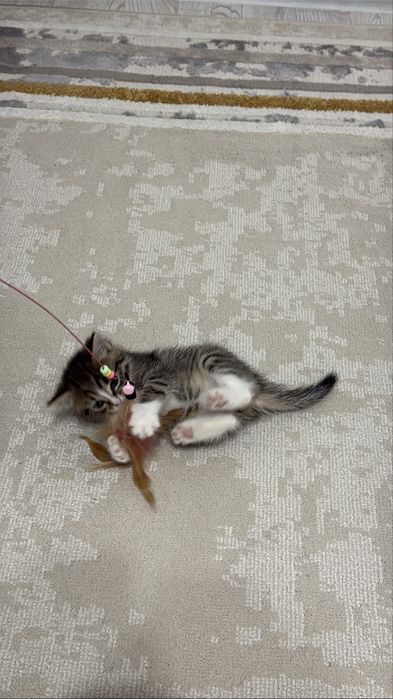 Котенок 2 месецев