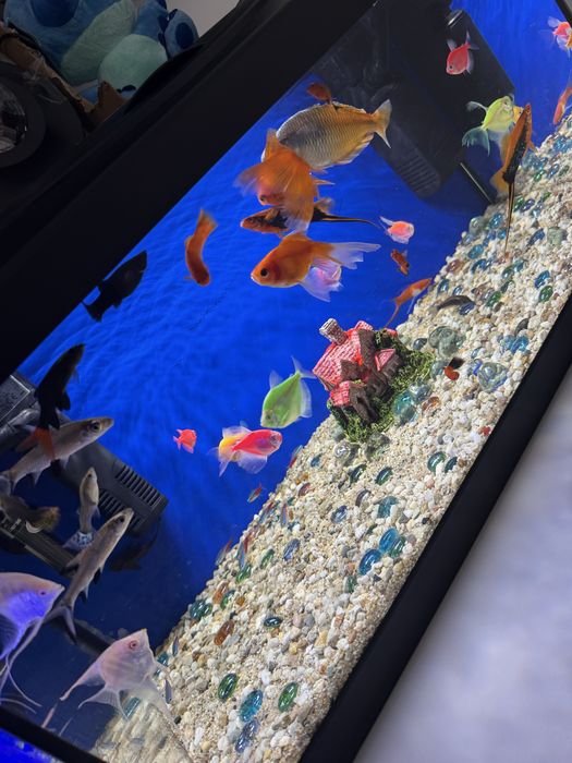 Vand acvarii urgent !!!