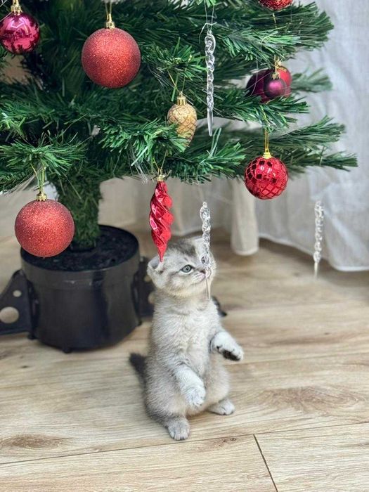 Котенок Скоттиш фолд