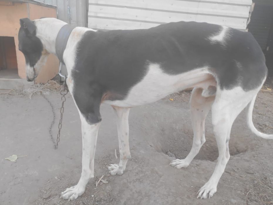 Грейхаунд продаю