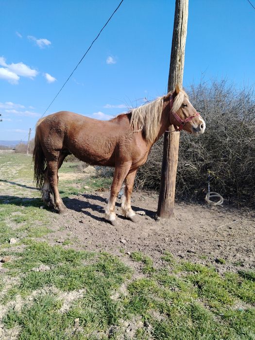 Vând mânz blond (sarg)