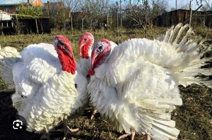 Kurka big 6 Fransiya paroda