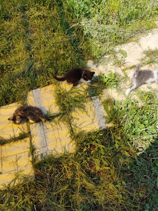 Котята крысыловы