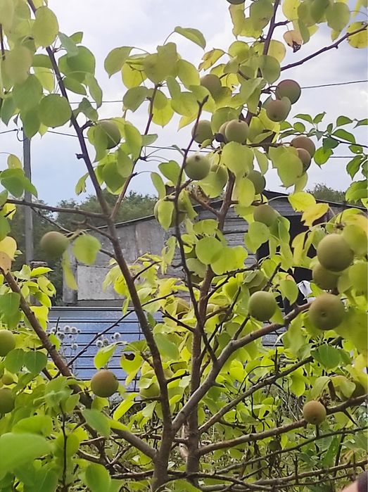 Яблони сливы груши смородина.