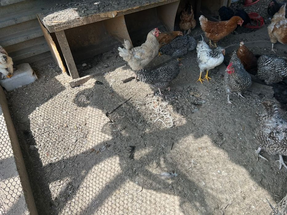 Продам домашних курей несушек