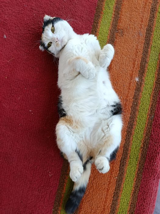 Мушук сотилади, скотч филд