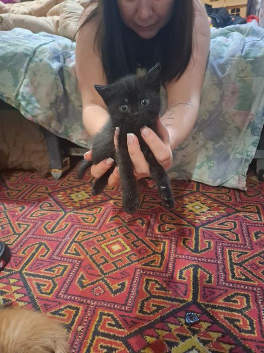 Ищем дом для малышей