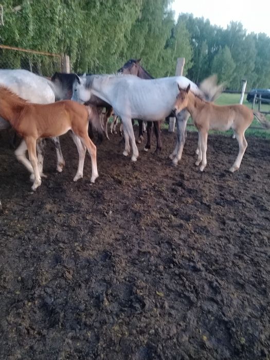 Продам кобыл с жеребятами