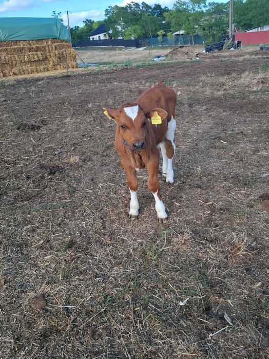 Vaca cu de vanzare