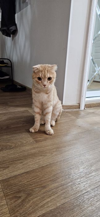 Отдам кота в добрые руки