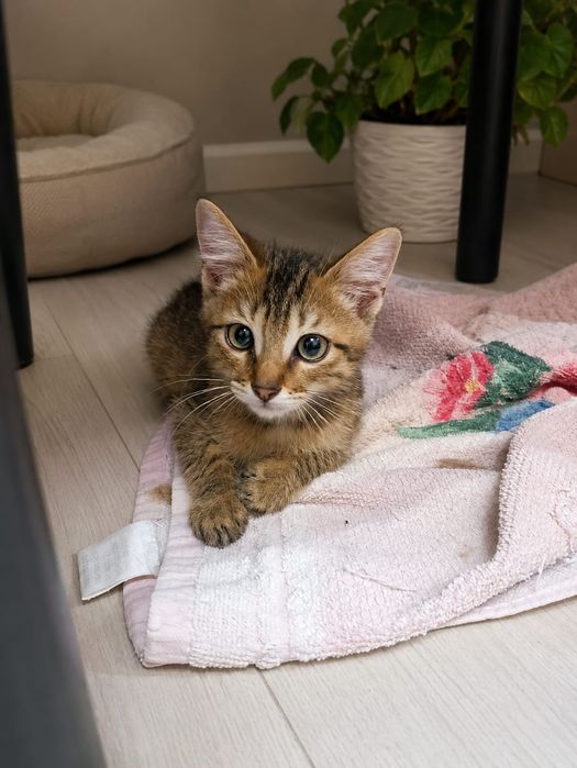 Шикарный котёнок