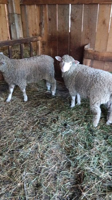 Vand mielute ill de france