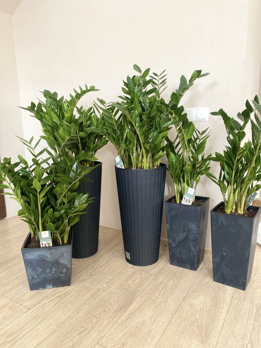 фикус долларовое дерево цветы растения озеление