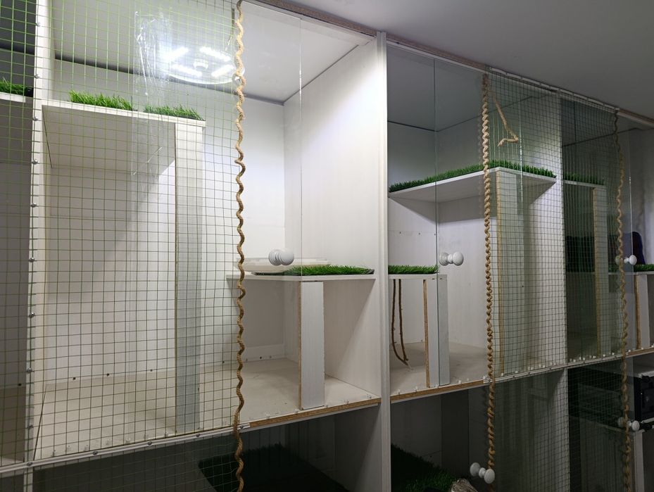 Гостиница для кошек